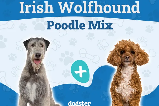 Irish Wolfadoodle (Irish Wolfhound & Poodle Mix): Info, Pictures, Care & More