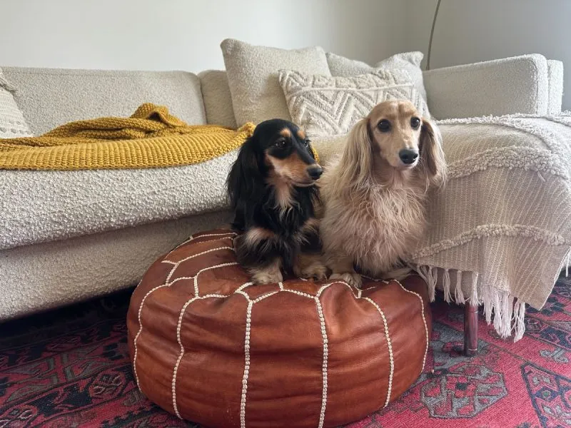Rue and Draper sitting on a bean bag