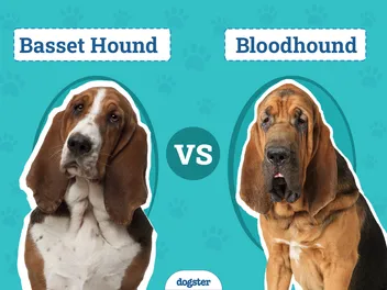 Basset Hound vs Bloodhound: Key Differences (With Info & Pictures)