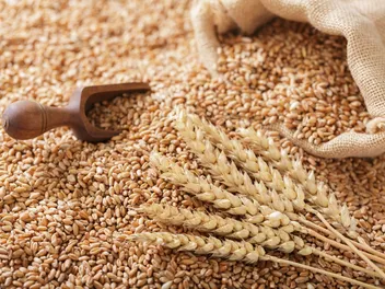 Can Dogs Eat Wheat? Vet-Verified Nutrition Facts & Info