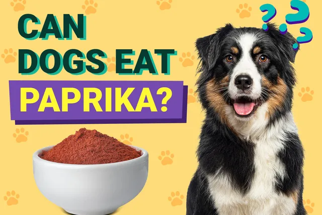 Can Dogs Eat Paprika? Vet-Reviewed Dangers & Safe Alternatives