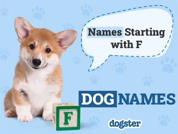 150+ Dog Names Starting With F for Your Friendly Pup