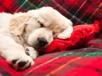 Why Do Dogs Cry in Their Sleep? 4 Vet-Reviewed Likely Reasons