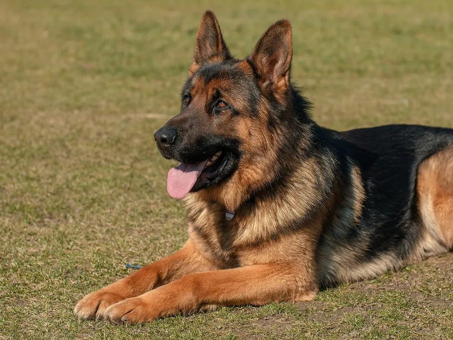 german shepherd dog lying on the grass
