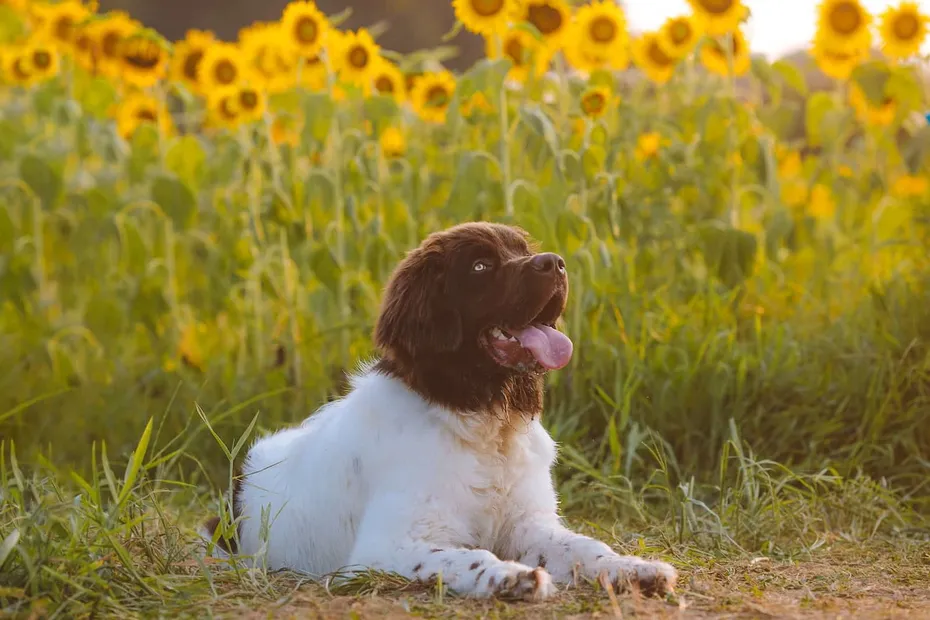 Newfoundland brown and White