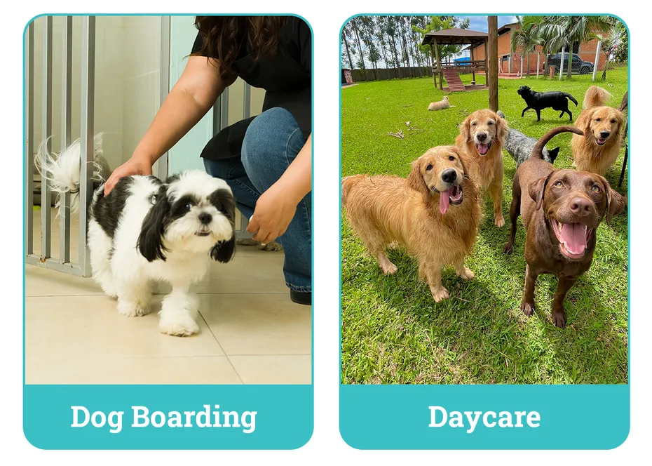 Dog Boarding vs Daycare side by side