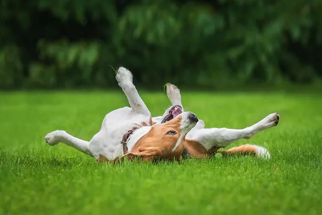 Why Do Dogs Roll in the Grass? 9 Vet-Reviewed Reasons & How to Help It