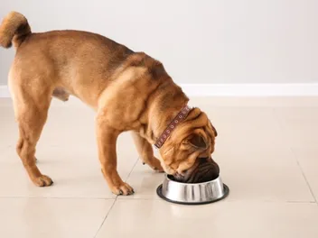 What Is Chicken Meal in Dog Food and How Safe Is It? Vet-Verified Facts & FAQ