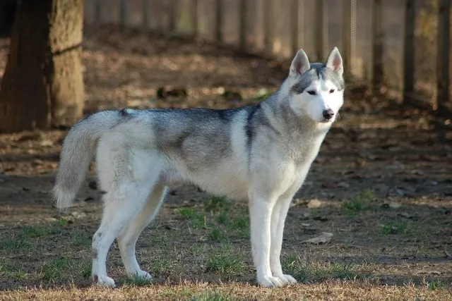 Do Huskies Make Good Pets? Pros, Cons & Care Tips
