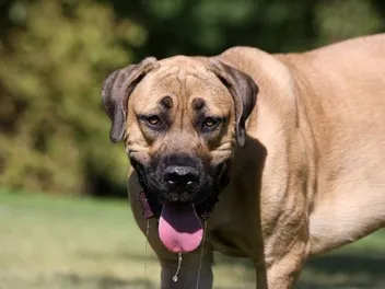 My Dog Is Drooling and Acting Strange: Vet Approved Advice on What to Do