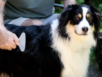 8 Best Brushes for Long Hair Dogs in 2026 - Reviews & Top Picks