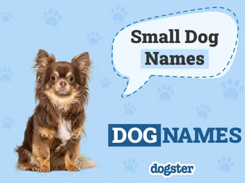 150 Small Dog Names for Your Tiny Furry Friend