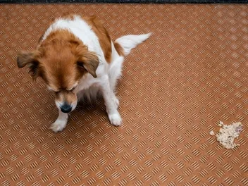 Gastroenteritis in Dogs: Causes, Signs & Treatment (Vet Answer)
