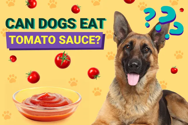 Can Dogs Eat Tomato Sauce? Vet-Verified Risks & Safety Tips