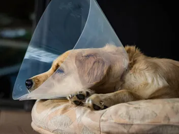 Can You Unspay a Dog? Vet-Verified Health Facts
