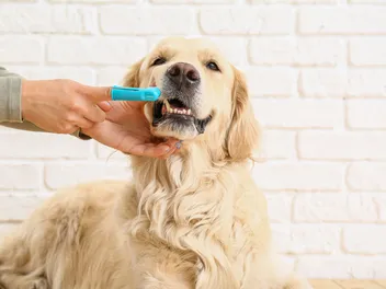 How Often Should You Brush a Dog's Teeth: Vet-Approved Guide