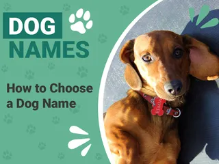 How to Choose a Dog Name: 10 Great Tips