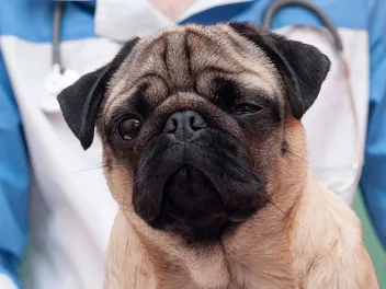 How Much Do Pugs Fart? Vet-Verified Facts & FAQ