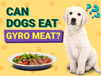Can Dogs Eat Gyro Meat? Vet-Verified Nutrition Facts & Risks