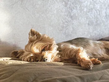 Is My Dog Dead or Unconscious? 5 Tips to Check (Vet Answer)