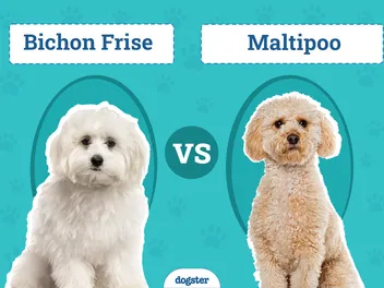 Bichon Frise vs. Maltipoo: The Differences (With Pictures)