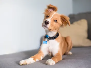 Do Mixed Breed Dogs Shed? Vet Approved Facts & FAQ