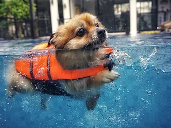 10 Best Dog Life Jackets for Your Pup in 2026 - Reviews & Top Picks