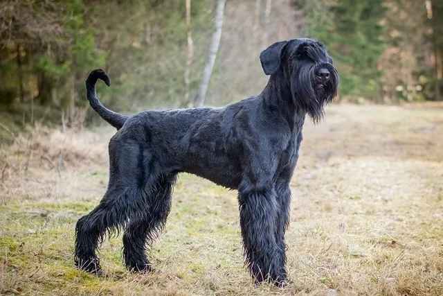 Giant Schnauzer Dog Breed: Info, Pictures, Care & More