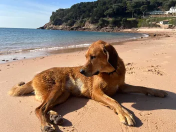 Dogs and Sandy Beaches: Lava's Visit to Jersey
