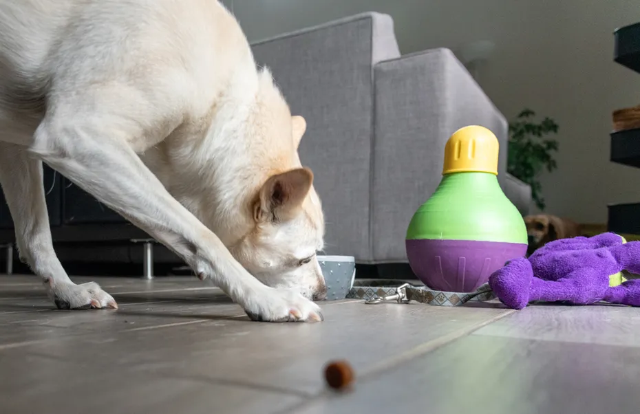 dog eating treats near toys