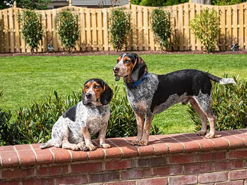 Blue Tick Beagle Dog Breed: Info, Pictures, Care & More