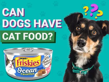 Can Dogs Eat Cat Food? Vet-Verified Info & Safety Tips