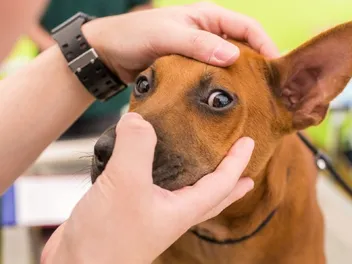 What Are the Vet Costs for Dog Eye Infection & Surgery? 2026 Price Guide