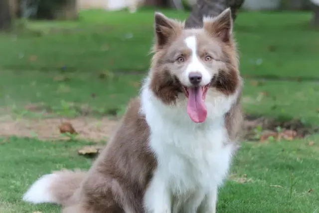 Lilac Border Collie Dog Breed: Info, Pictures, Origin & History