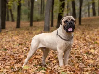 How Long Do Bullmastiffs Live? Vet Reviewed Average Lifespan, Data & Care Guide