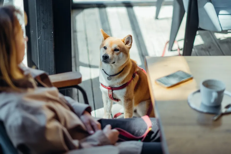 shiba inu dog waiting for the owner in the restaurant