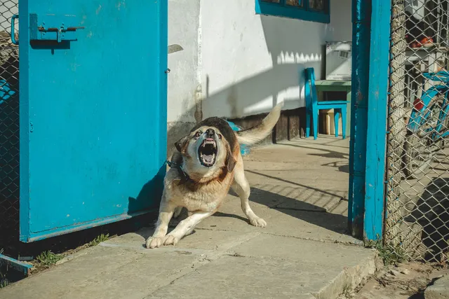 15 Most Dangerous Dog Breeds in 2026: Vet-Verified Info, Pictures & Facts