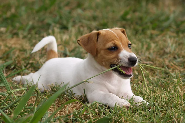 Why Is My Dog Eating Grass? 8 Vet-Reviewed Reasons