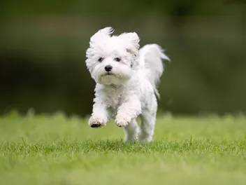 17 West Highland White Terrier Mixes (With Info & Pictures)