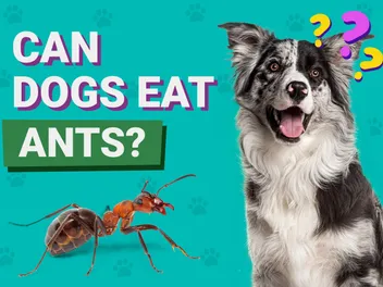 Can Dogs Eat Ants? Vet-Verified Facts & FAQ