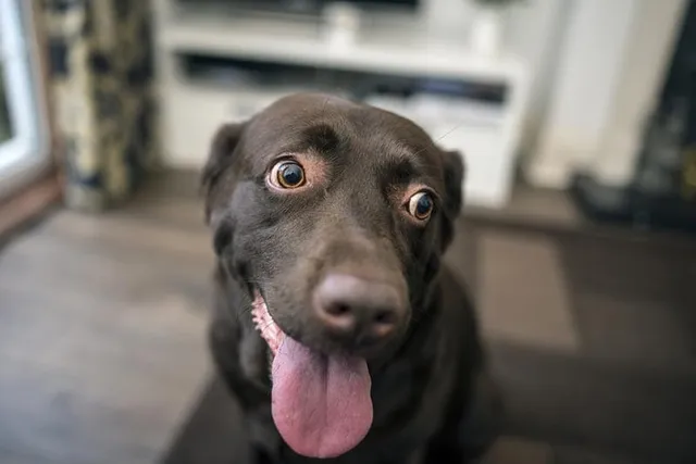 80+ Dog Puns: Paw-Some Wordplay That Will Make You Smile
