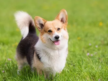 Tri-Color Corgi: Facts, Pictures, Origin & History