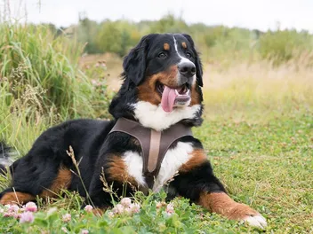 Histiocytosis in Bernese Mountain Dogs: Signs, Causes, & Care (Vet Answer)
