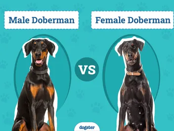 Male vs Female Dobermans: Vet-Reviewed Differences (With Pictures)