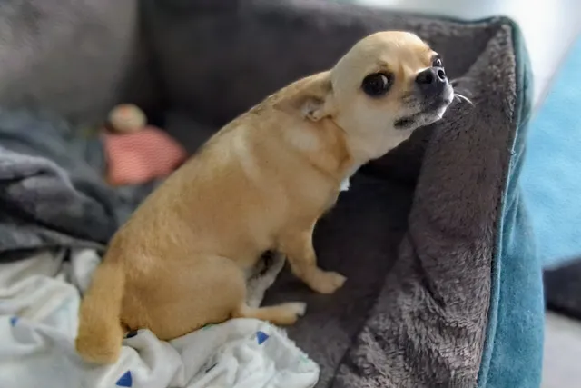 Fred's Reverse Sneezing: Why He Does It & Why I'm Not Worried (with Video)