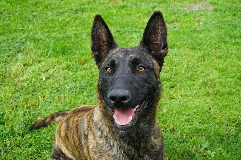 Dutch Shepherd Cloesup