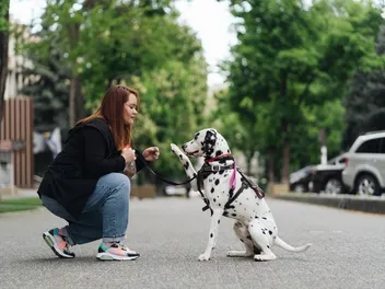 How to Train Dalmatians: 8 Vet-Approved Tips