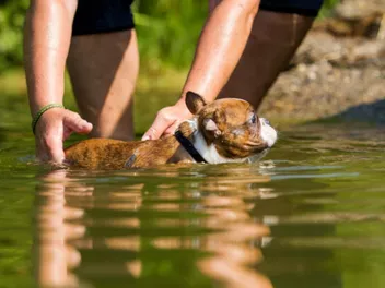 Do Boston Terriers Like to Swim? How to Help Them Enjoy the Water