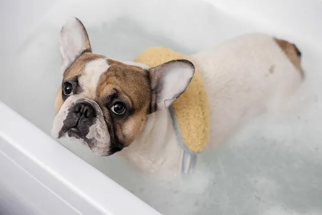 How to Groom a French Bulldog? 8 Step Vet-Reviewed Guide