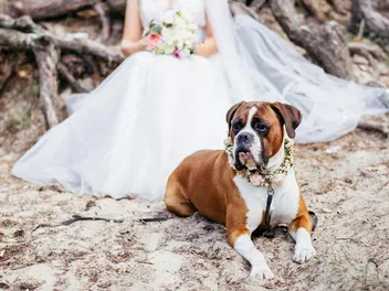 15 Tips for a Dog-Friendly Wedding (Vet Approved)